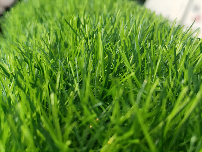 , Landscape Grass